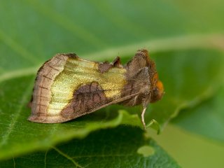 Tutts Burnished Brass (Diachrysia stenochrysis)