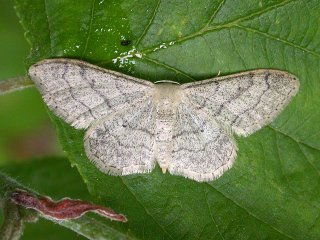 Riband Wave (Idaea aversata)