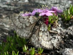 Black Mountain Moth (Glacies coracina)