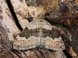 Large Twin-spot Carpet (Xanthorhoe quadrifasiata)