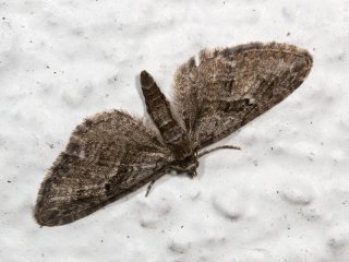 Juniper Pug (Eupithecia pusillata)