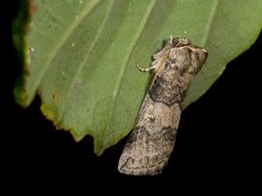 Poplar Lutestring (Tethea or)