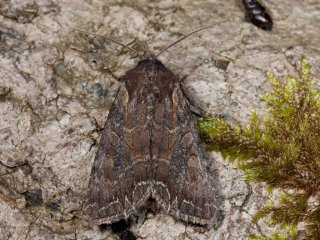 Dog's Tooth (Lacanobia suasa)