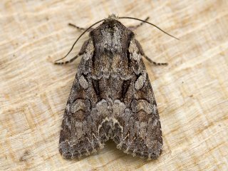 Pale-shouldered Brocade (Lacanobia thalassina)