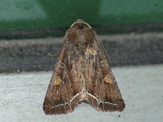 Bright-line Brown-eye (Lacanobia oleracea)