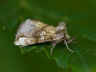 Golden Plusia (Polychrysia moneta)