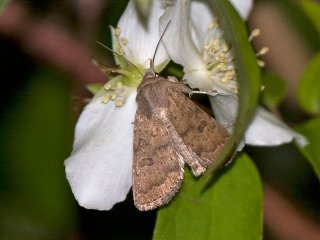 The Uncertain (Hoplodrina octogenaria)