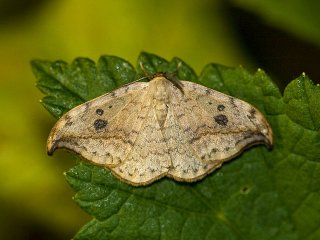 Pebble Hook-tip (Drepana falcataria)