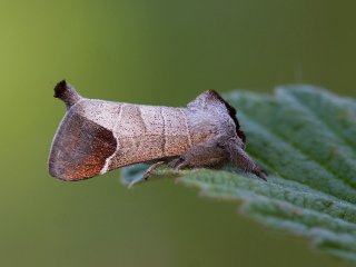 Chocolate-tip (Clostera curtula)