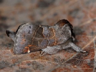 Small Chocolate-tip (Clostera pigra)