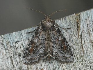 Pale Shining Brown (Polia bombycina)