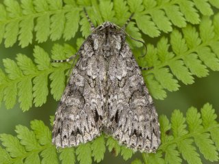 Grey Arches (Polia nebulosa)