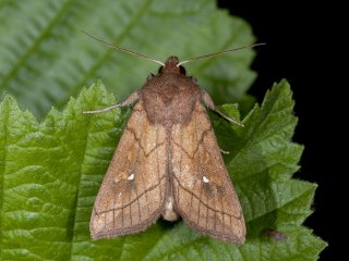 Brown-line Bright-eye (Mythimna conigera)