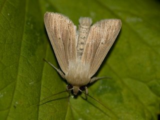 Smoky Wainscot (Mythimna impura)