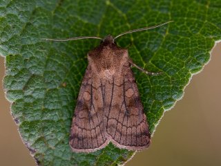 Six-striped Rustic (Xestia sexstrigata)