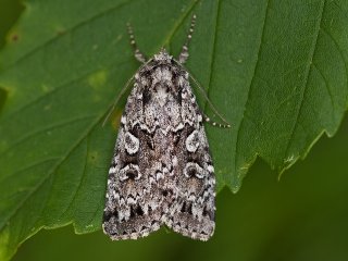 Grått taigafly (Xestia speciosa)