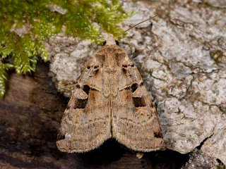 Double Square-spot (Xestia triangulum)