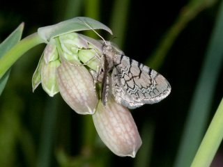 Netted Pug (Eupithecia venosata)