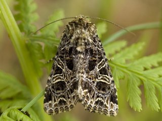 The Campion (Sideridis rivularis)