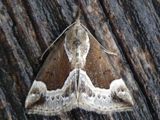 Beautiful Snout (Hypena crassalis)