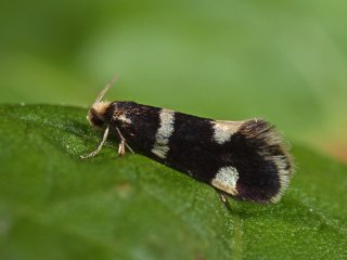 Strawberry Bright (Incurvaria praelatella)