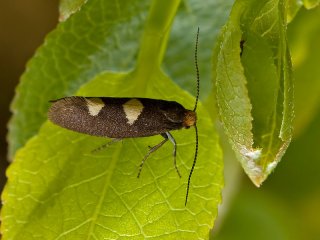 Feathered Bright (Incurvaria masculella)