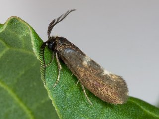 Pale Feathered Bright (Incurvaria pectinea)