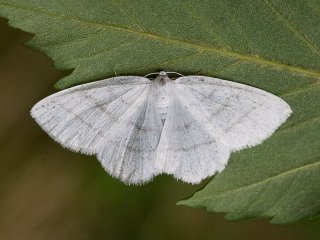 Common White Wave (Cabera pusaria)