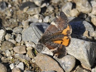 Orange Underwing (Archiearis parthenias)