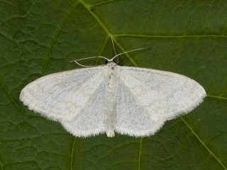 Cream Wave (Scopula floslactata)