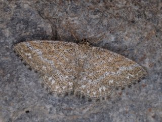 Lewes Wave (Scopula immorata)