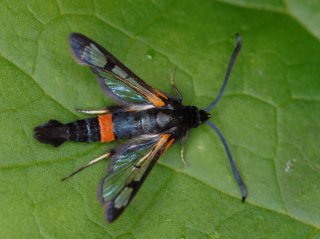 Large Red-belted Clearwing (Synanthedon culiciformis)