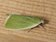 Cream-bordered Green Pea (Earias clorana)