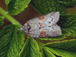 Oak Nycteoline (Nycteola revayana)