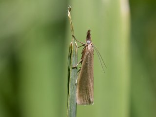 Yellow Satin Veneer (Crambus perlella)