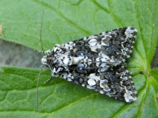 Marbled Coronet (Hadena confusa)