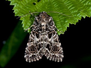 The Lychnis (Hadena bicruris)