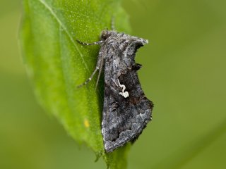 Scarce Silver Y (Syngrapha interrogationis)