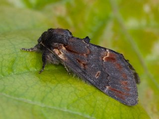 Iron Prominent (Notodonta dromedarius)