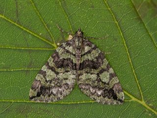 July Highflyer (Hydriomena furcata)