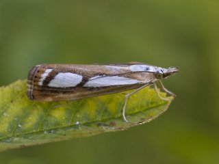 Treflekket nebbmott (Catoptria permutatellus)