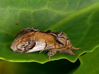 Pebble Prominent (Notodonta ziczac)