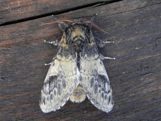 Three-humped Prominent (Notodonta tritophus)