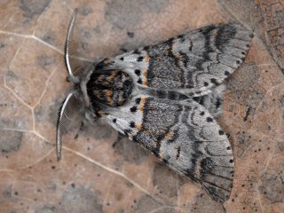 Sallow Kitten (Furcula furcula)