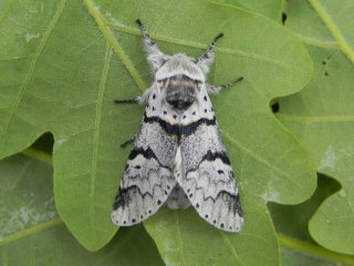 Poplar Kitten (Furcula bifida)