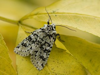 Merveille du Jour (Griposia aprilina)