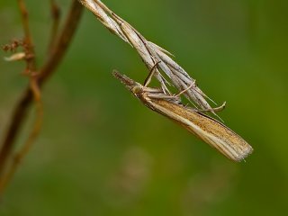 Common Grass-veneer (Agriphila tristella)