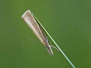 Pearl Veneer (Agriphila straminella)