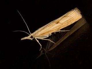 Barred Grass-veneer (Agriphila inquinatella)