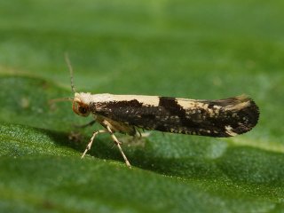 Apple Fruit Moth (Argyresthia conjugella)